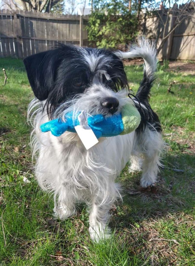 Black and white dog playing with a blue, fish shaped, dog toy