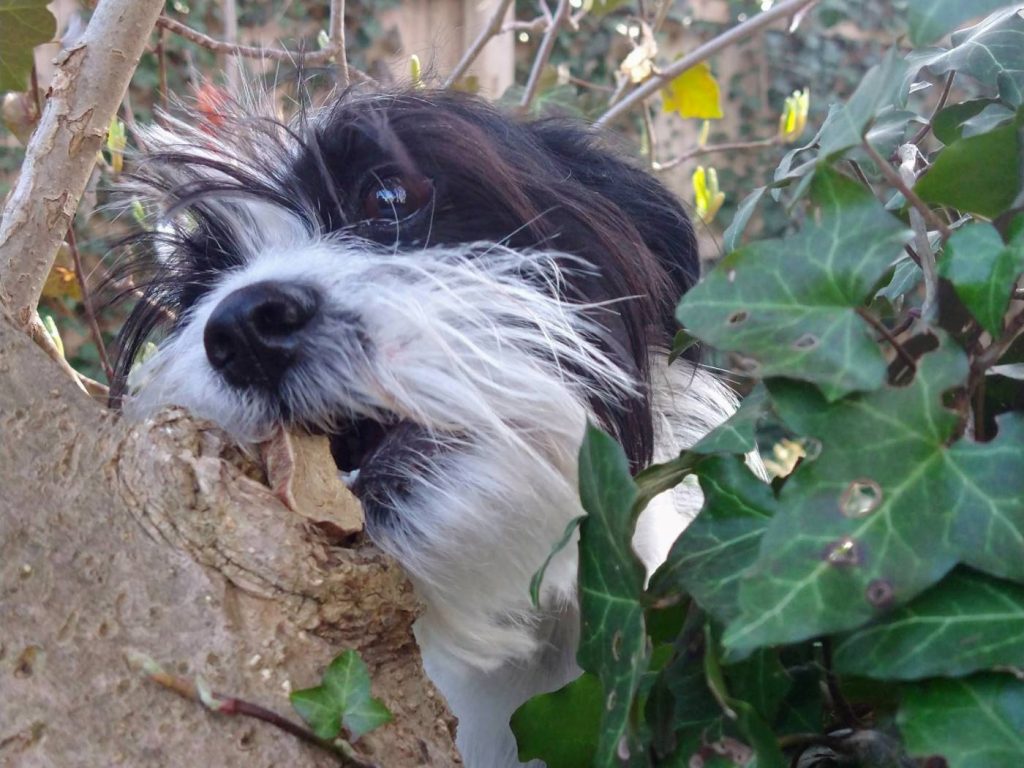 Black and White dog finding a treat in a tree