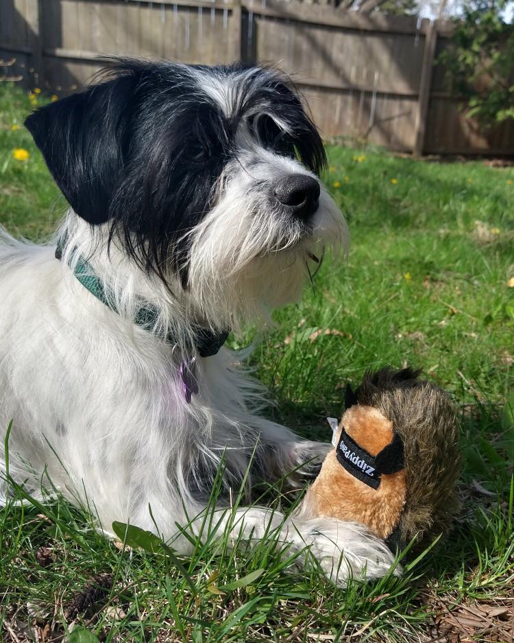 Black and white dog with a stuffed hedgehog toy