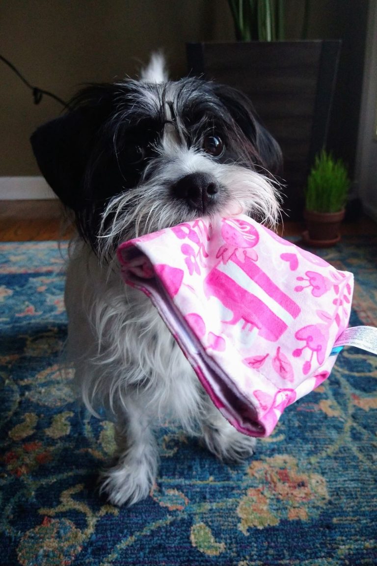 Black and white dog holding a pink dog toy